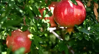 Denizli'de Nar Hasadı Başladı