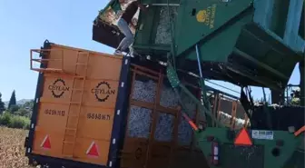 Didim'de Pamuk Hasat Sezonu Denetimleri Başladı