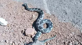 Afyonkarahisar'da 2 Metre Boyunda Engerek Yılanı Ürperti Yarattı