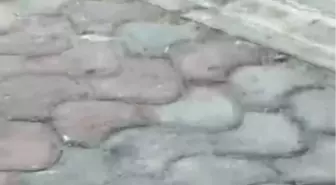 İzmir'de Kedi ve Fare Arasında Eğlenceli Kavga
