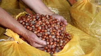 Ordu'da Fındık Üreticileri Fiyatların Yükselmesini Bekliyor