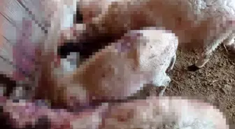 Denizli'de Kurtlar Ağıldaki 8 Kuzuyu Telef Etti