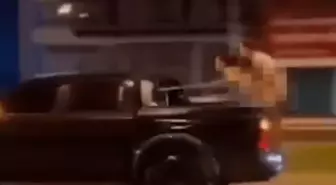 Hareket halindeki kamyonetin arkasında ilişkiye girdiler