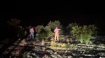 Erzin'de Narenciye Hasadı Öncesi Hırsızlık Önlemleri Artırıldı
