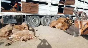 Konya'da Tır Devrildi, 147 Küçükbaş Hayvan Telef Oldu
