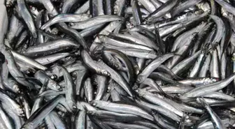 Karadeniz'de Hamsi Bolluğu, Palamut Azlığı Dikkat Çekiyor