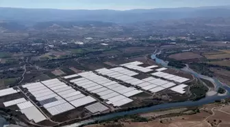 Tokat'ta Kesme Çiçek Üretimi İstihdamı Artırıyor