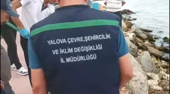 Yalova'nın Çınarcık ve Koru Belediyelerine Çevre Kirliliğinden Cezalar