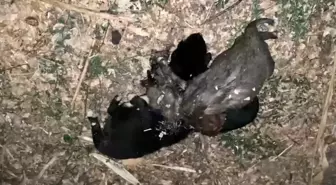 Tokat'ta İple Boğulmuş 3 Yavru Köpek Bulundu