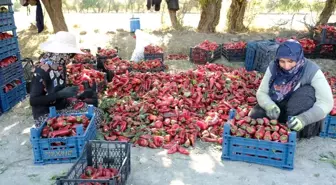 Erzincan'da Kadınlardan Güçlü Tarım Projesi: 100 Tonluk Hedef Gerçekleşti