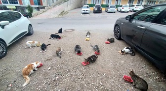 Sinop'ta Kedilere Aşk Dolu Bakış: Kenan Aral'ın Hayvanseverliği