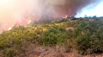 Kepsut'ta Trafik Kazası Sonrası Ormanda Yangın Çıktı