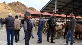 Oltu Canlı Hayvan Pazarı Yeniden Açıldı
