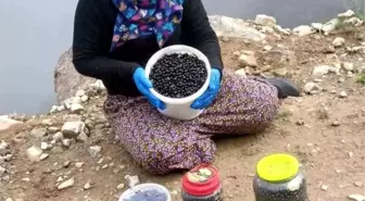 Şalpazarı Yaylalarında Çalı Çileği Bereketi