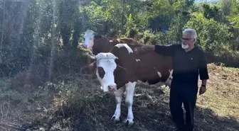 Cide'deki 12 Aileye Süt Sığırcılığı Desteği