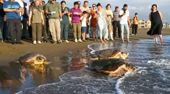 Caretta Carettalar Samandağ'da Denize Bırakıldı