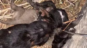 Tokat'ta Yavru Köpekler İple Bağlanarak Boğuldu