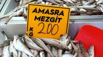 Bartın’da Mezgit Sezonu Başladı, Palamut İçin Bekleyiş Sürüyor