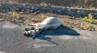 Elazığ'da Otomobil Ata Çarptı: At Telef Oldu