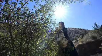 Gümüşhane'nin Doğal Şifası: Kuşburnu Marmelatı