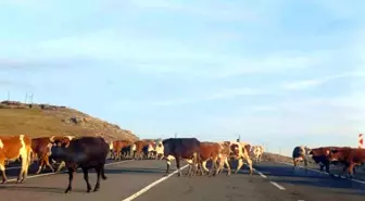 Kars'ta Büyükbaş Hayvanlar Trafiği Tehlikeye Soktu