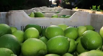 Adana'da Narenciye Hasadı ve Zeytinyağı Üretim Tesisine Ziyaret