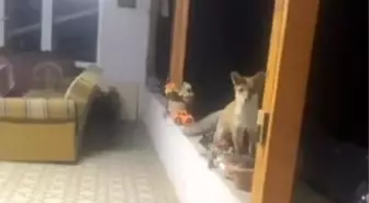 Tekirdağ'da Tilki ile Eğlenceli Sohbet