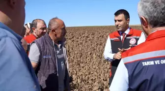 Tokat'ta 18,6 Ton Hibeli Ayçiçeği Tohumu Dağıtıldı ve Hasadı Başladı