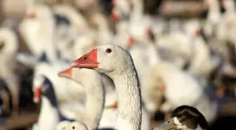 Yozgatlı Girişimci Kaz Yetiştiriciliğinde Başarıya Ulaştı