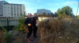 Daday'da Engelli Kedi Çaya Düştü, İtfaiye Ekipleri Tarafından Kurtarıldı