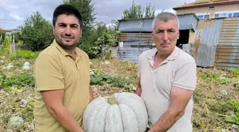 Afyonkarahisar'da Balkabağı Hasadı Başladı, Üreticinin Yüzü Güldü