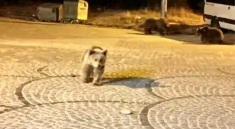 Uludağ'da Aile ile Ayılar Arasında Unutulmaz Anlar