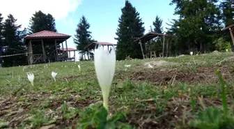 Arap Turistlerin Yoğun İlgi Gösterdiği Yaylalarda Turizm Sezonu Sona Erdi