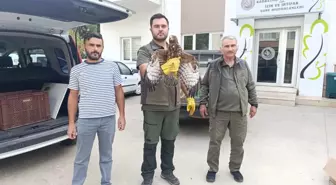 Yaralı Şahin Kurtarıldı: Amasya'da Vatandaşlık Görevi Yerine Getirildi