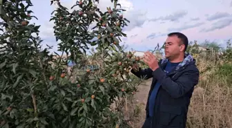Tatvan'da Sıcak İklim Meyveleri Yetiştirildi