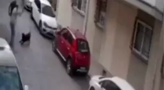 İzmir'de Sokakta Köpeğe Kemerle Vurulan Anlar Güvenlik Kamerasında
