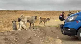 Köpek Kavgası Cinayetle Sonuçlandı: Zanlı Tutuklandı