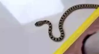 Kızıltepe'de Yılan Paniği: 8. Katta Görüldü