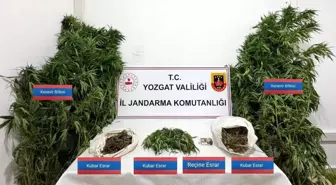 Yozgat'ta Kenevir Operasyonu: 4 Kişi Yakalandı