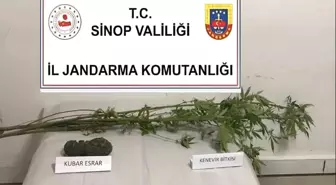 Sinop'ta Uyuşturucu Operasyonu: 4 Kök Kenevir ve 149 Gram Esrar Ele Geçirildi