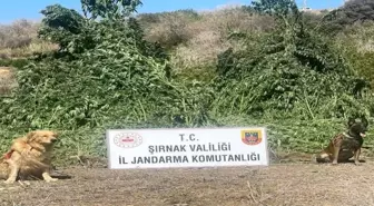 Şırnak'ta Dev Operasyon: 11 Milyon Liralık Kaçak Malzeme ve Uyuşturucu Ele Geçirildi