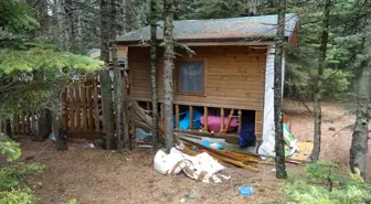 Uludağ'da Ayılar Tatilcilerin Bıraktığı Yiyeceklerden Zarar Gördü