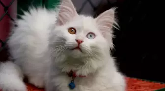 Van Kedi Villası'nda 2025 Yılı Doğum Sezonu Tamamlandı