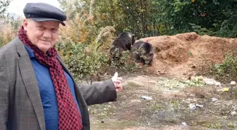 Yavru Ayılar Vatandaşların İlgisini Çekiyor