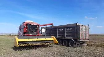 Balıkesir'de Ayçiçeği Hasadı Tamamlandı