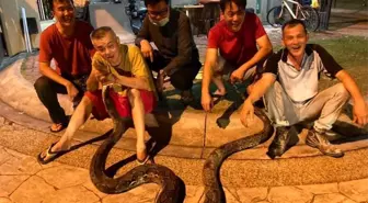 Bangkok'ta Yılan Görüntülemeleri Yağmur Mevsiminde Artış Gösteriyor