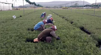 Eskişehir Orman Fidanlığı'nda Fidan Üretimi 3 Kat Artıyor
