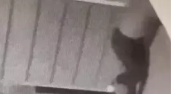 Samsun'da Hırsızlık Şüphelisi Yakalandı