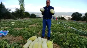Kütahya'da Organik Göncek Kavunu Hasadı Başladı