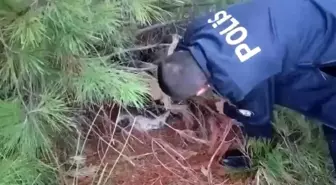 Samsun'da Kaçak Avcılığa Operasyon: Tuzağa Düşürülen Şahıs Yakalandı